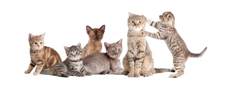 Kittens And Cats