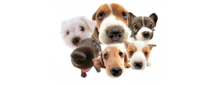 Puppies And Dogs