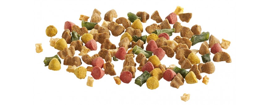 Dry Foods