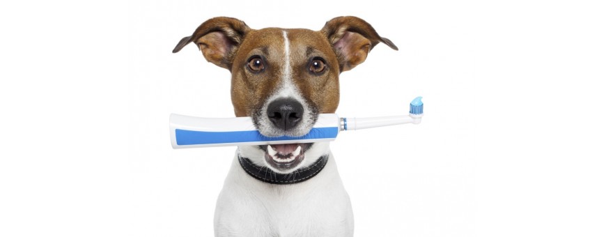 Dental